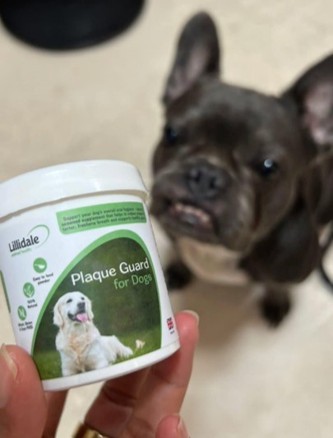 Macholefrenchie
